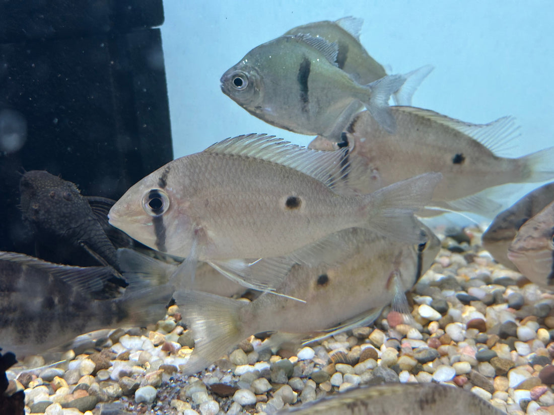 Cupid Geophagus Cichlid (4”+)