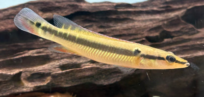 Zebrina Pike Cichlid (3.5”)