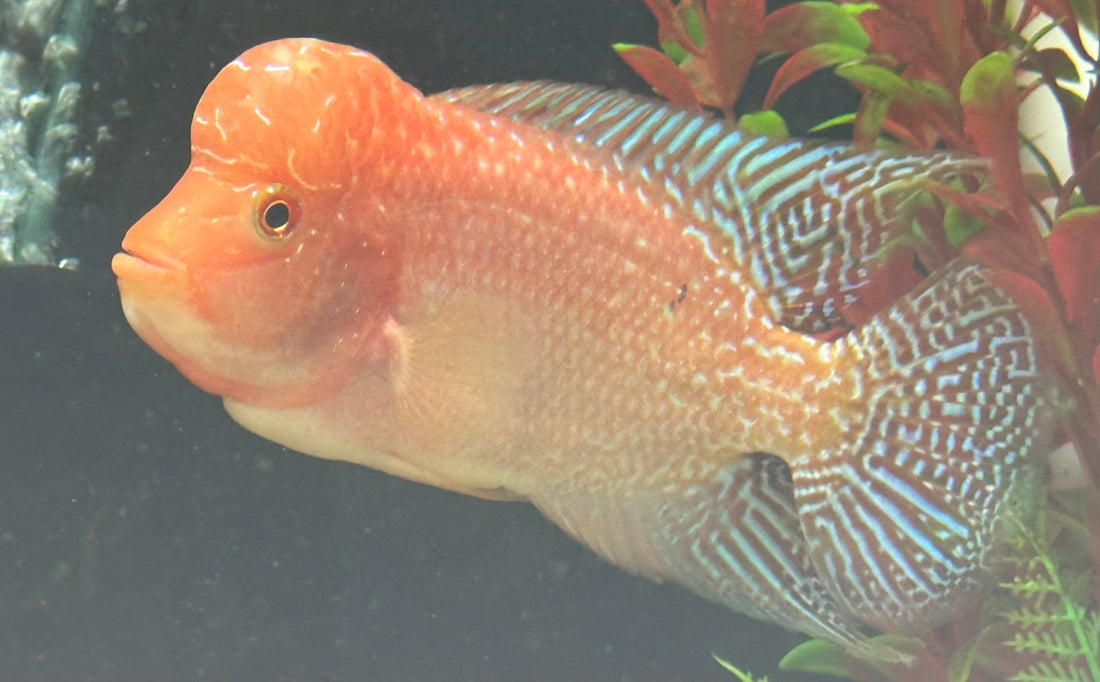 Fader Flowerhorn (5”)