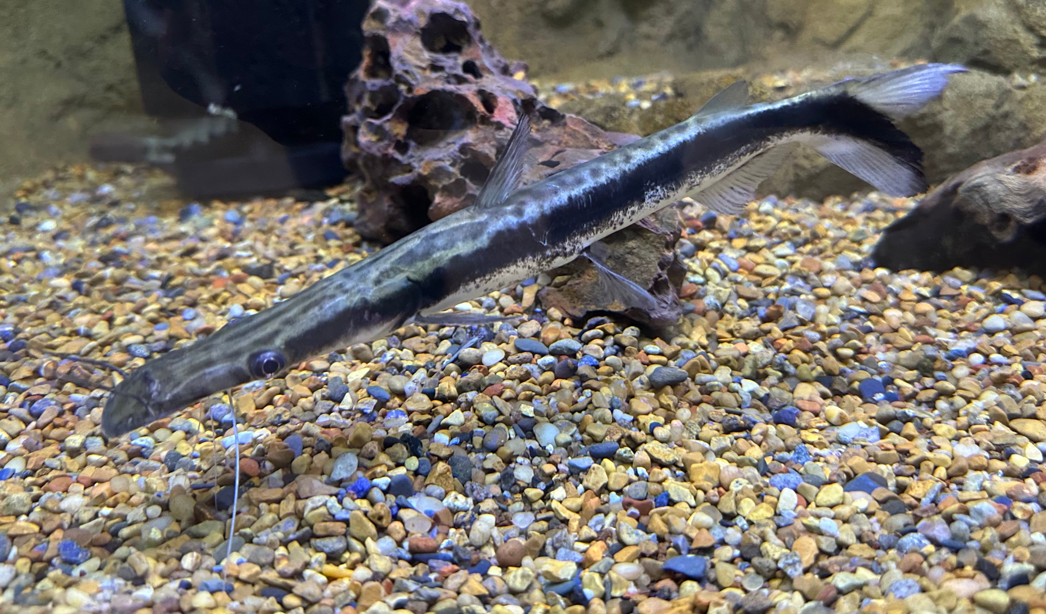 LARGE Lima Shovelnose Catfish (8-9”)
