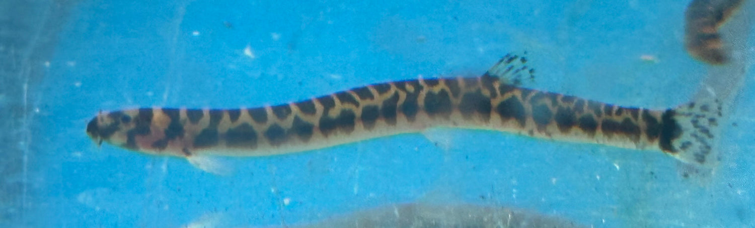 Spotted Kuhli Loach (2-2.5”)
