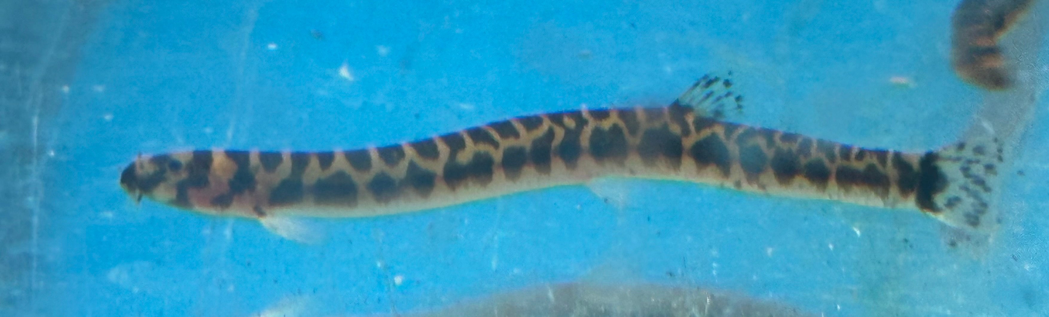 Spotted Kuhli Loach (2-2.5”)