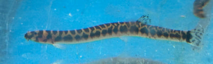 Spotted Kuhli Loach (2-2.5”)