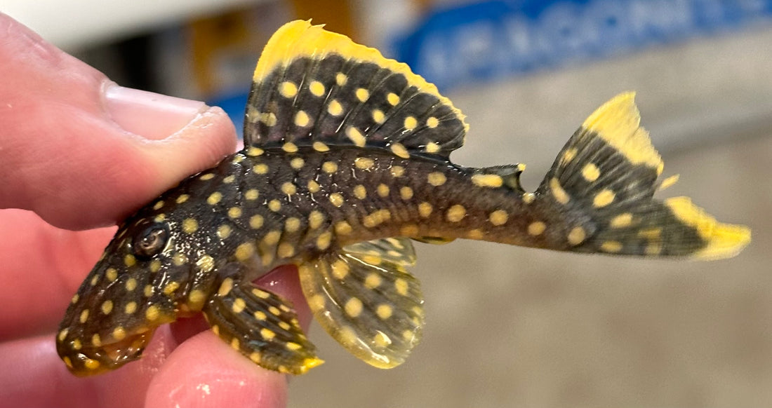 L018 Gold Nugget Pleco (2.5”)