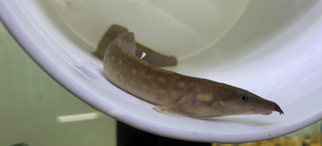 Black Pearl Spiny Eel (13-14”)