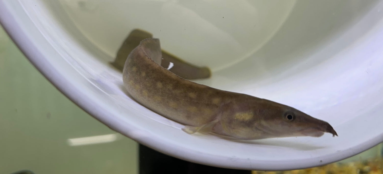 Black Pearl Spiny Eel (13-14”)