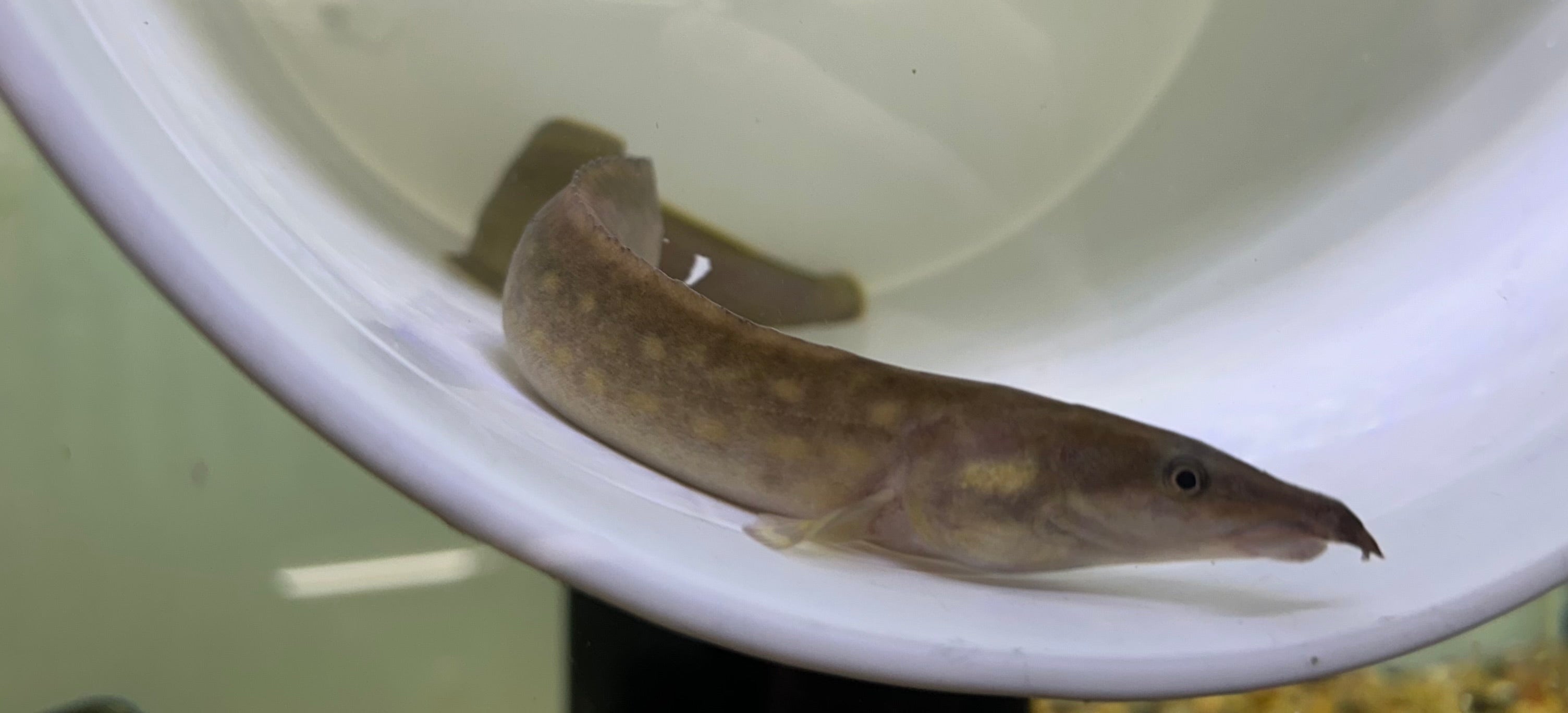 Black Pearl Spiny Eel (13-14”)