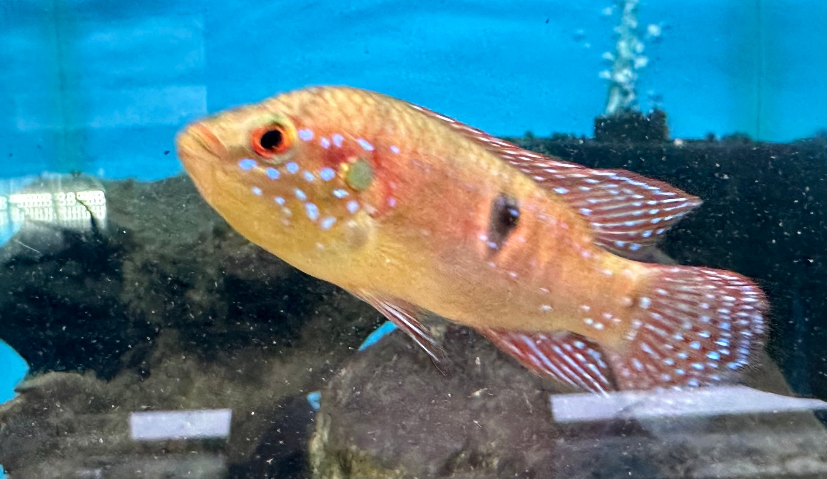 Red Jewel Cichlid (2”)