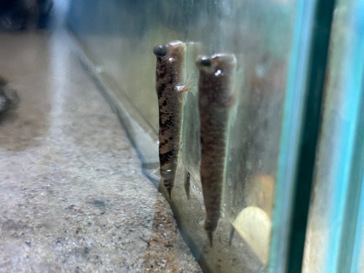 Atlantic Mudskipper (2.5-2.75”)