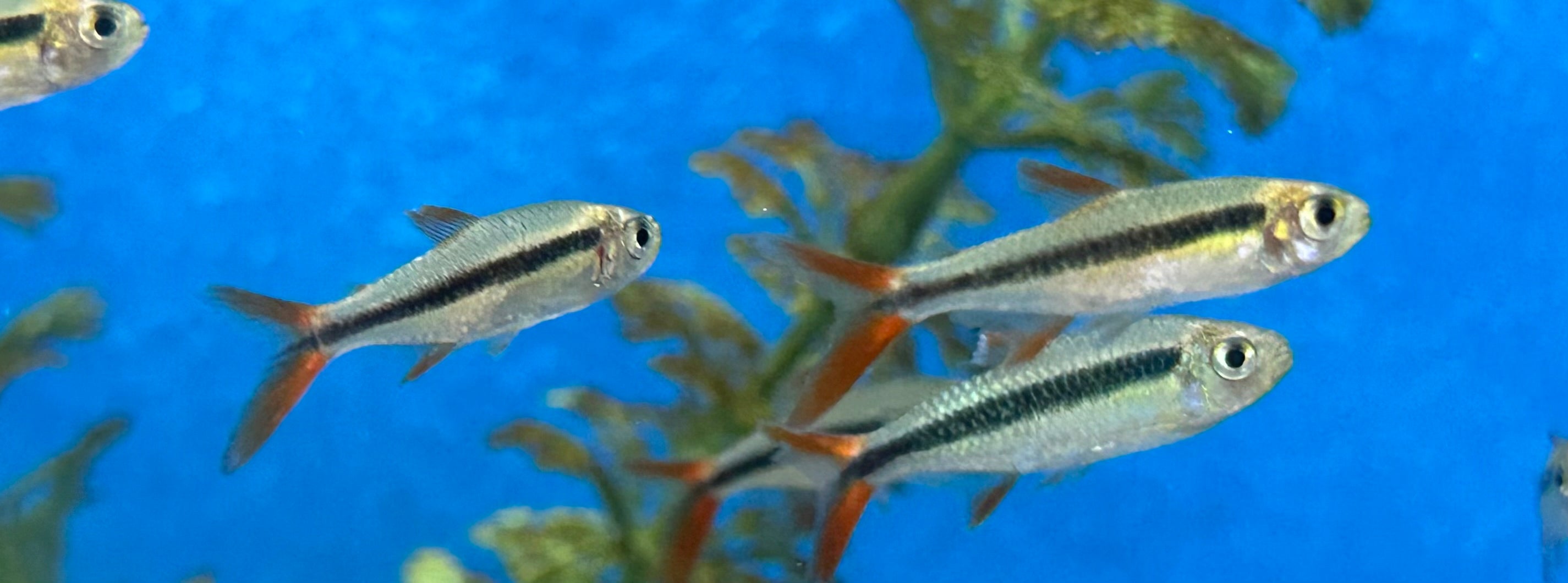 Redtail Penguin Tetra (1.25”)