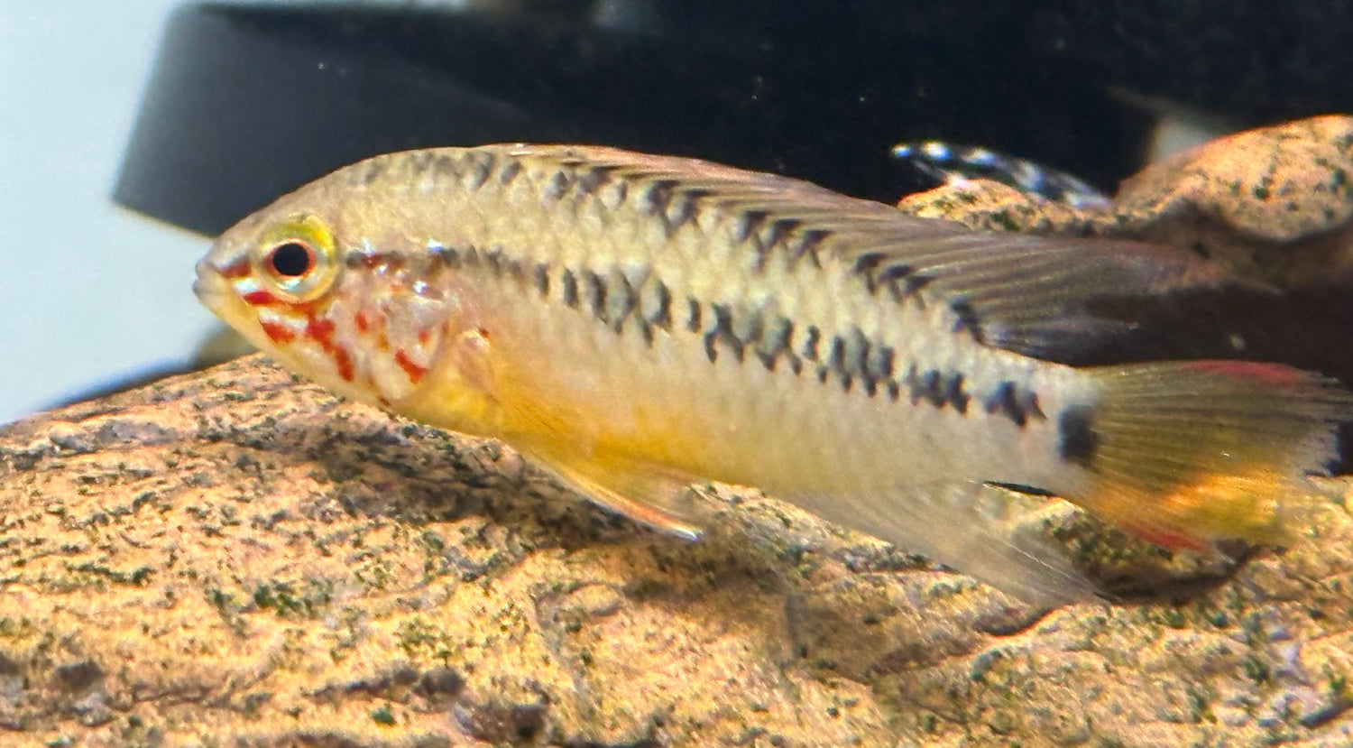 Macmasteri Apisto (2”)