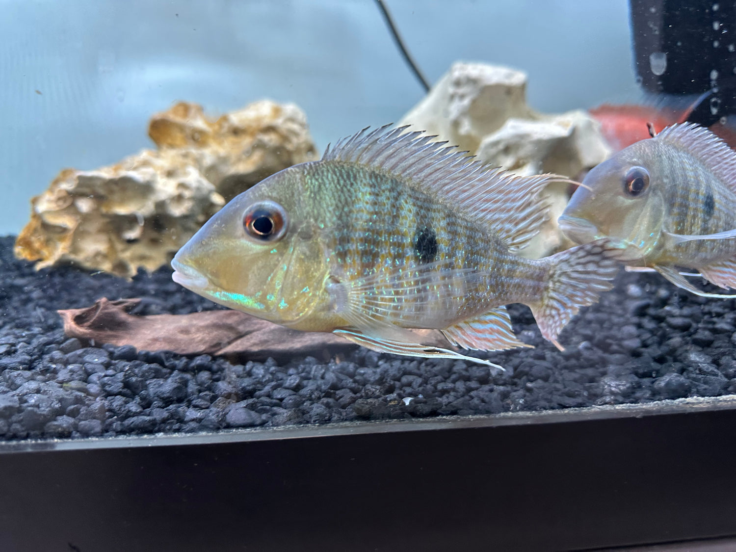 Caqueta Geophagus (5”+)