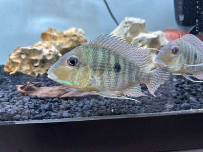 Caqueta Geophagus (5”+)