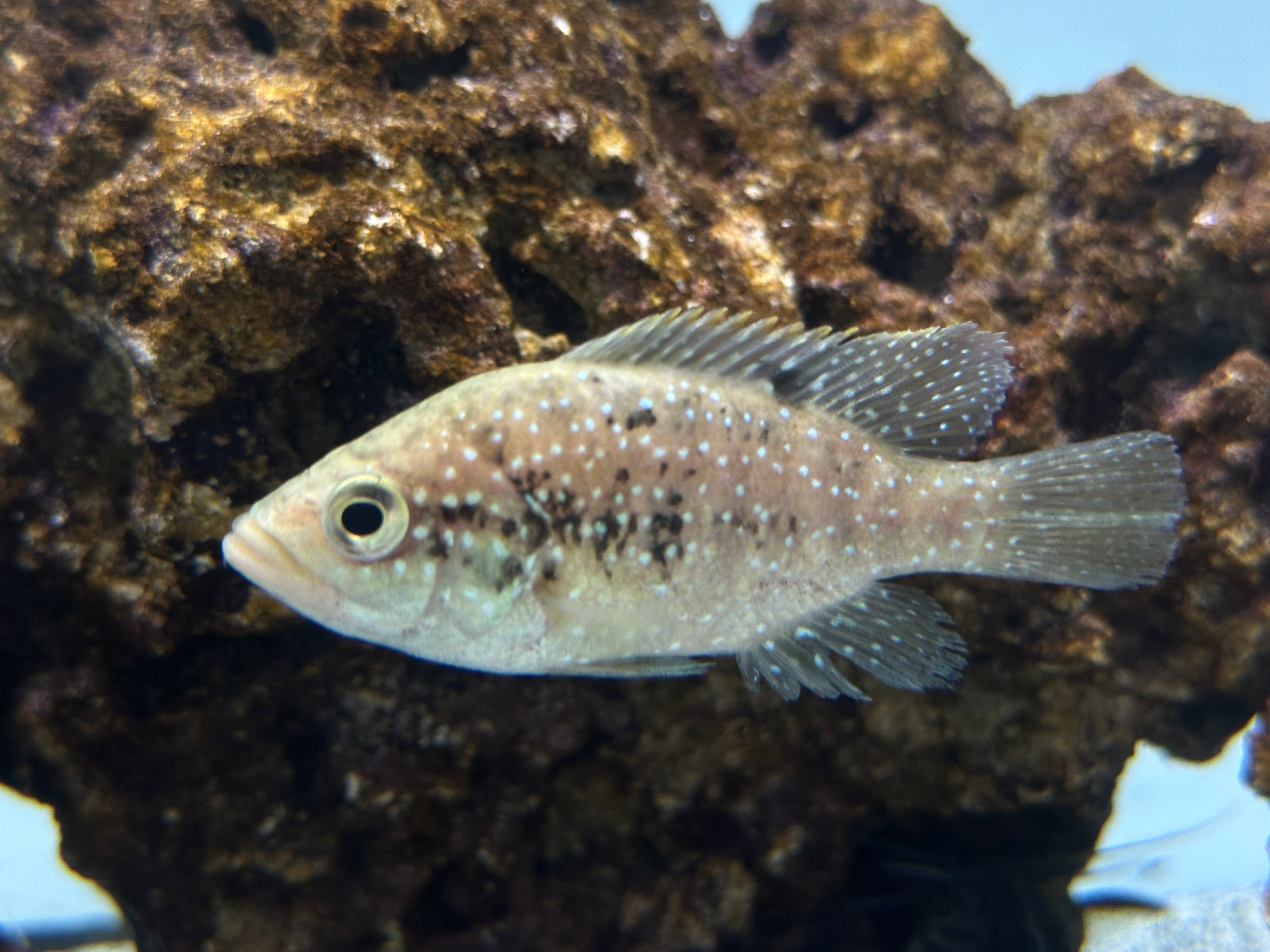 Starry Night Cichlid (2.5”)