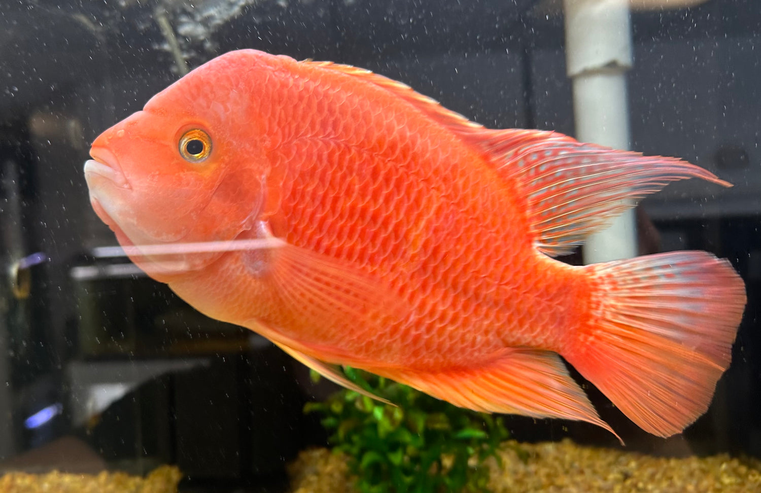 Red Monkey Flowerhorn Hybrid (7”)