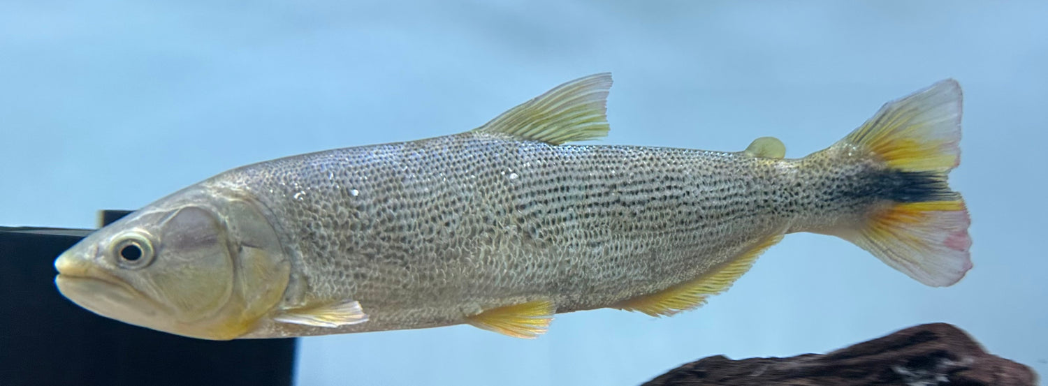 LARGE Golden Dorado (10-11”)
