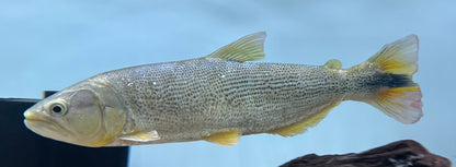 LARGE Golden Dorado (10-11”)