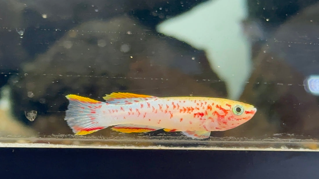 Large Gold Gardneri Killifish (1.75-2”)