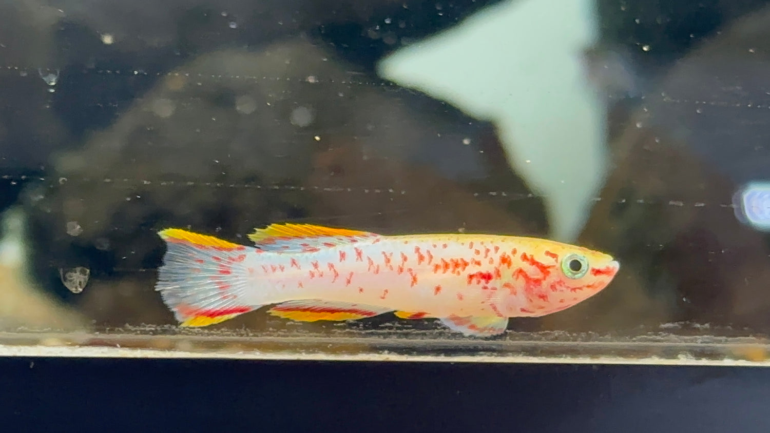 Large Gold Gardneri Killifish (1.75-2”)