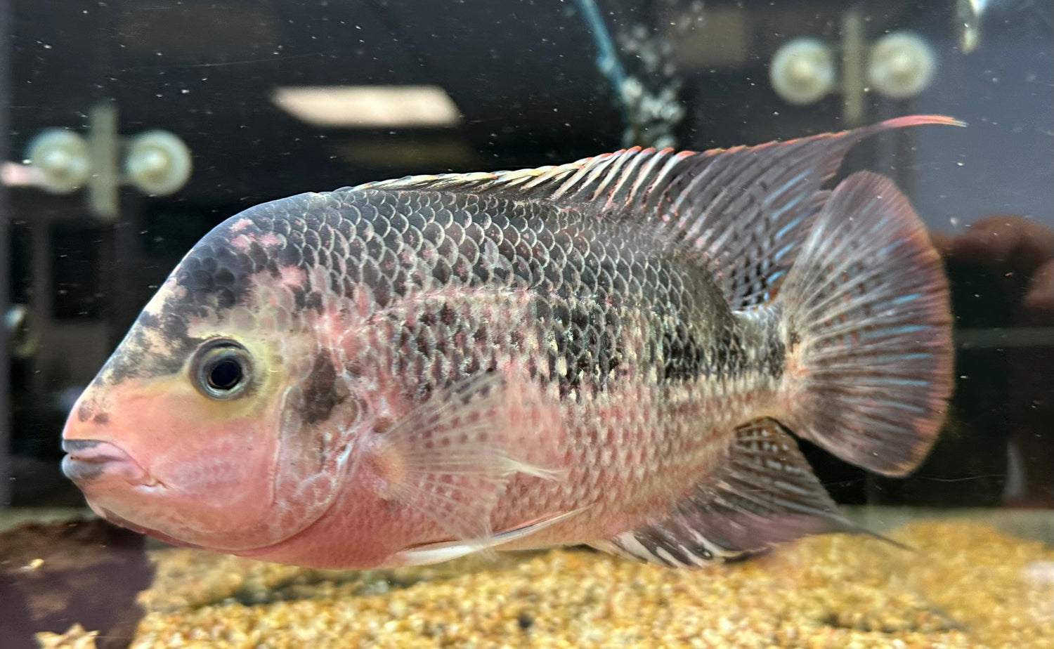 Red Monkey Hybrid Flowerhorn (8”)