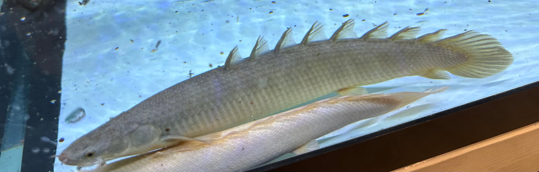 Lake Turkana Giant Senegal Polypterus (12”)