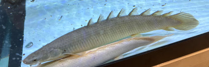 Lake Turkana Giant Senegal Polypterus (12”)