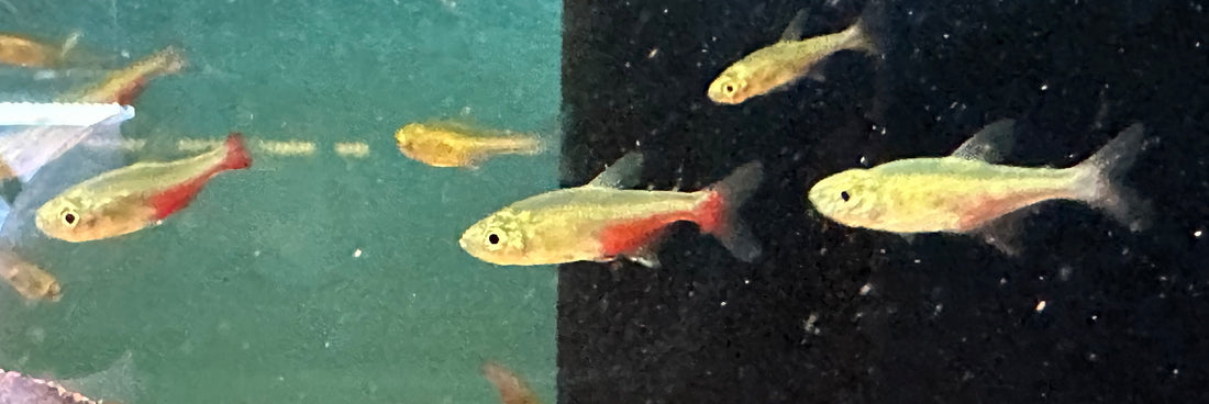 Red Belly Tetra (.75-1”)