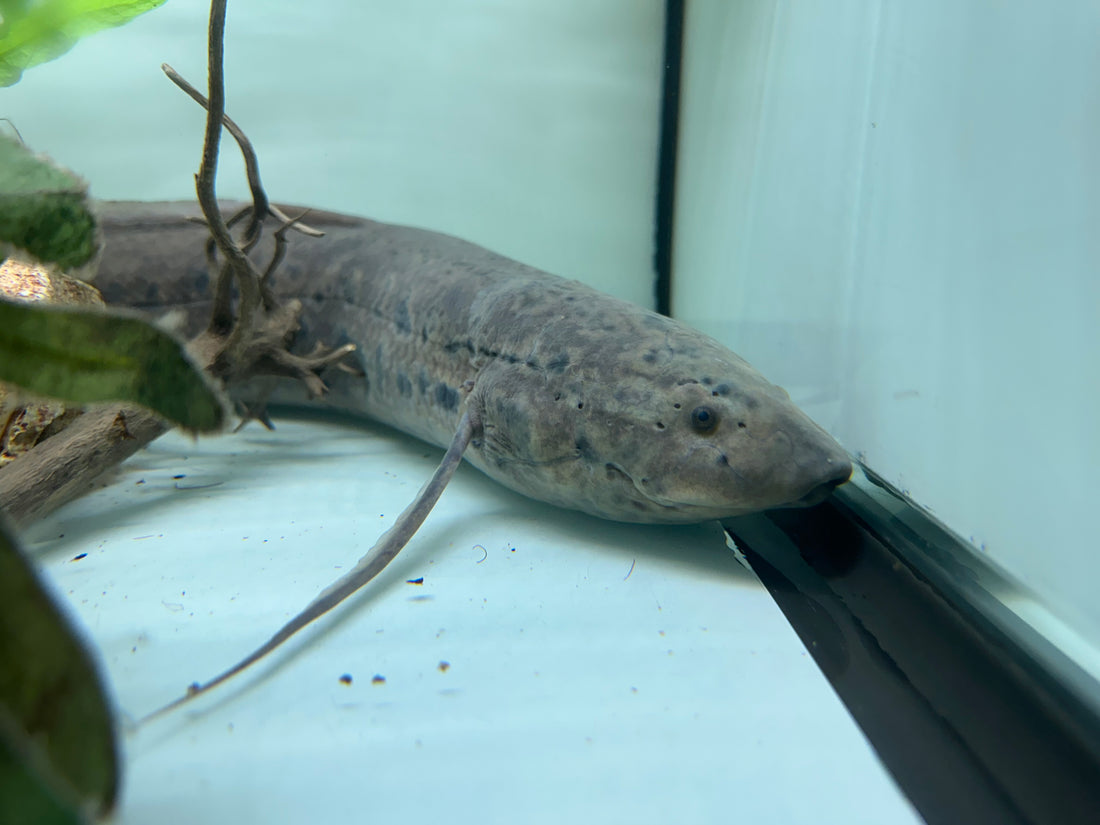 XL African Lungfish (24”+)