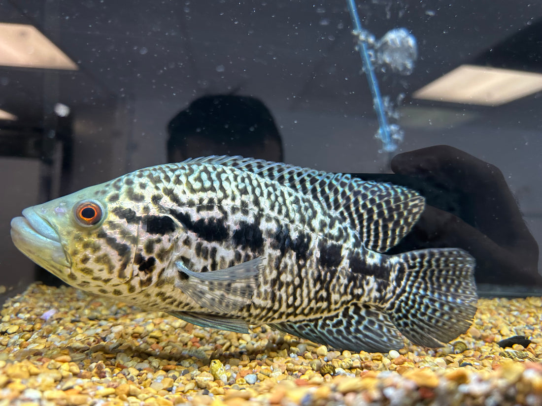 Jaguar Cichlid Breeding Pair (6.5-8.5”)