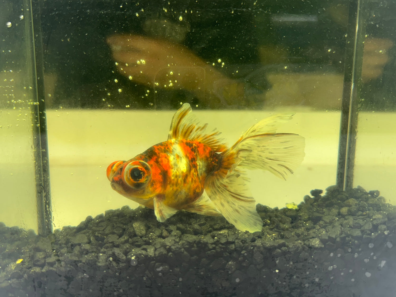 Assorted Moor/Butterfly Goldfish (3”)