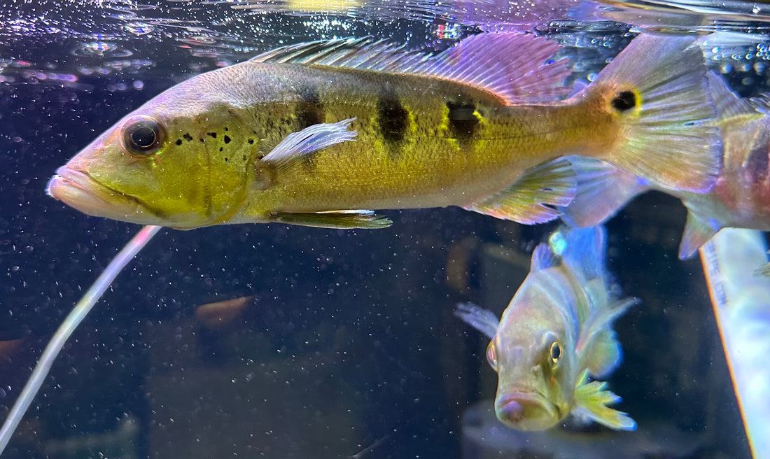Orino Peacock Bass (8-9”)