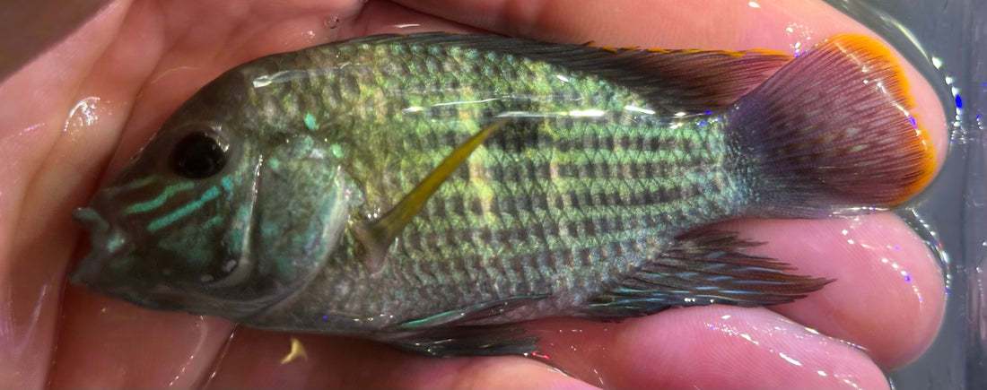 Green Terror Cichlid (3.5-4”)