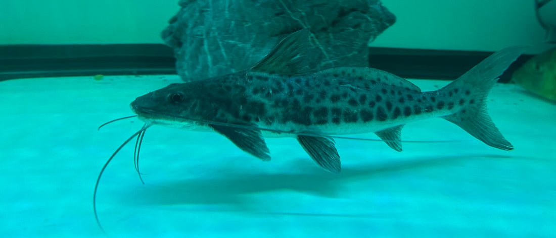 Vulture Catfish (9”)