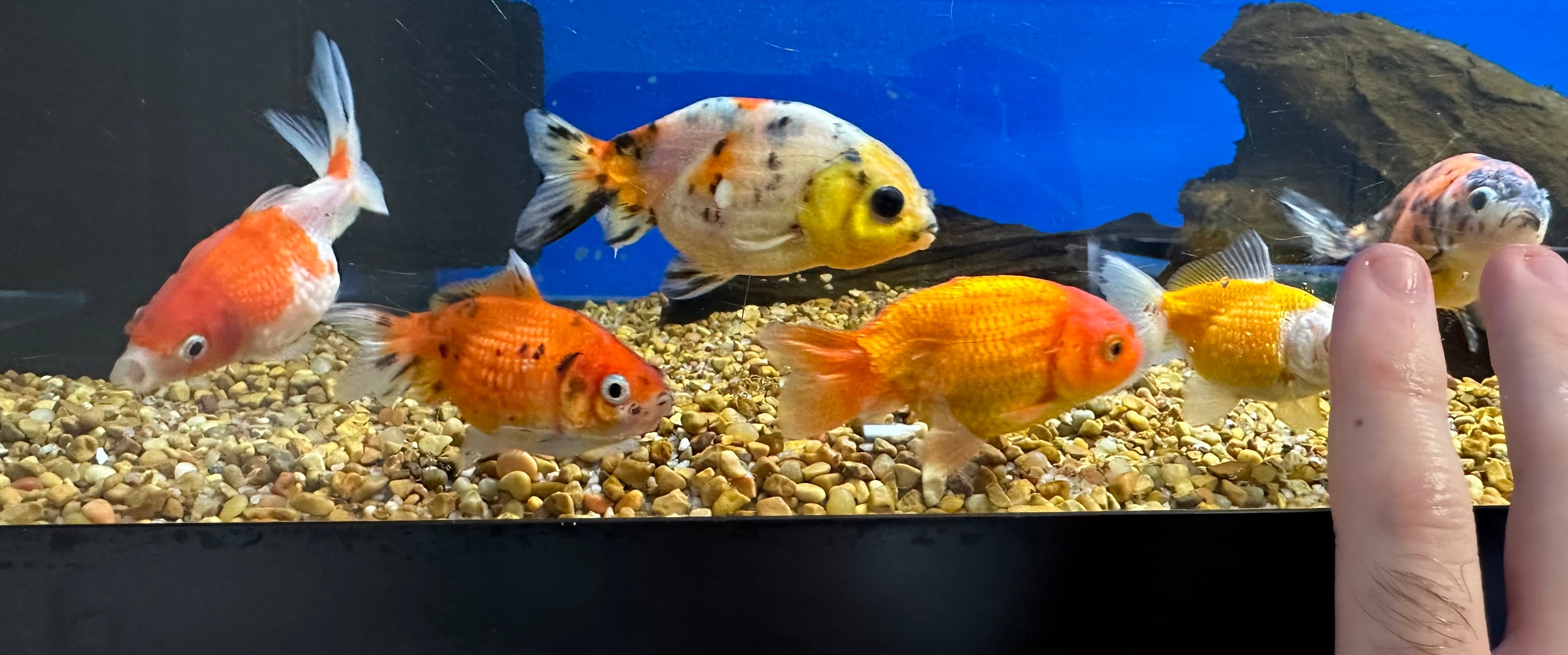 Assorted Lionhead/Pearlscale Goldfish (2.5-3”)