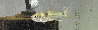 Tetra Exodon (1,5-2”)