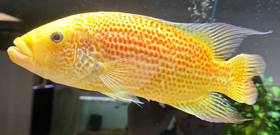 XL Red Dovii Cichlid (13-14”)