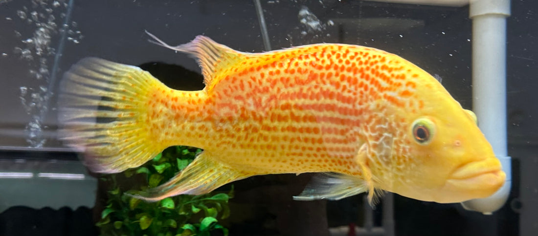 XL Red Dovii Cichlid (13-14”)