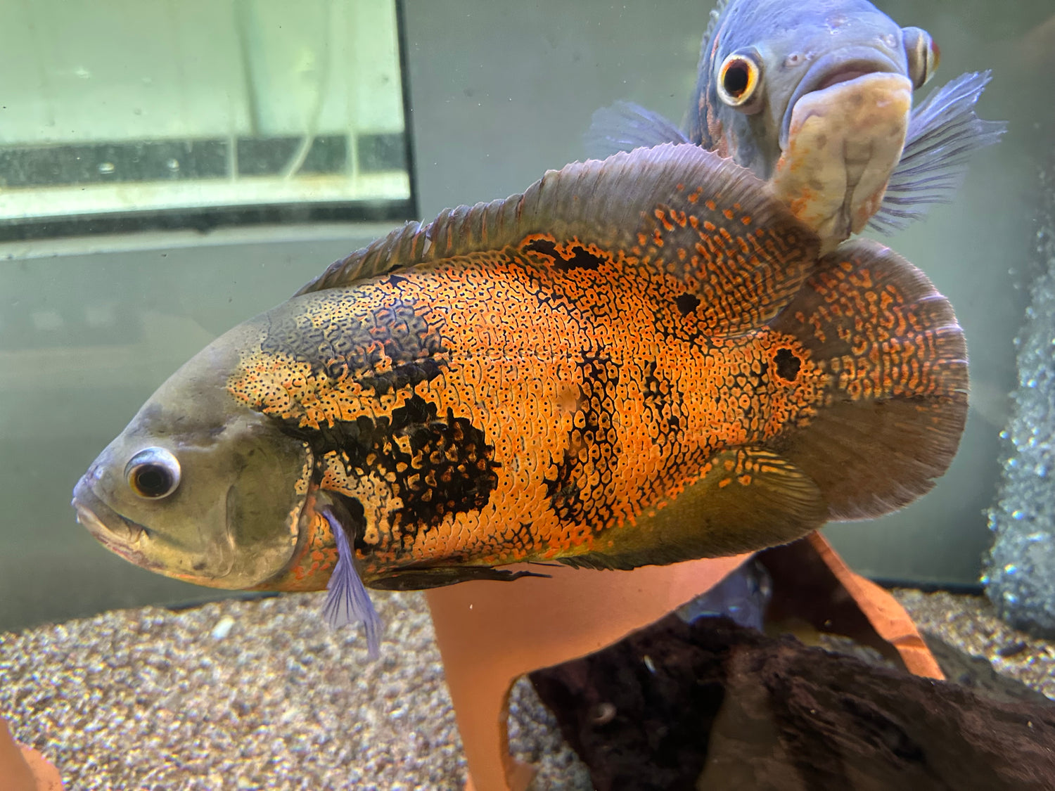 XL Tiger Oscar (7”)