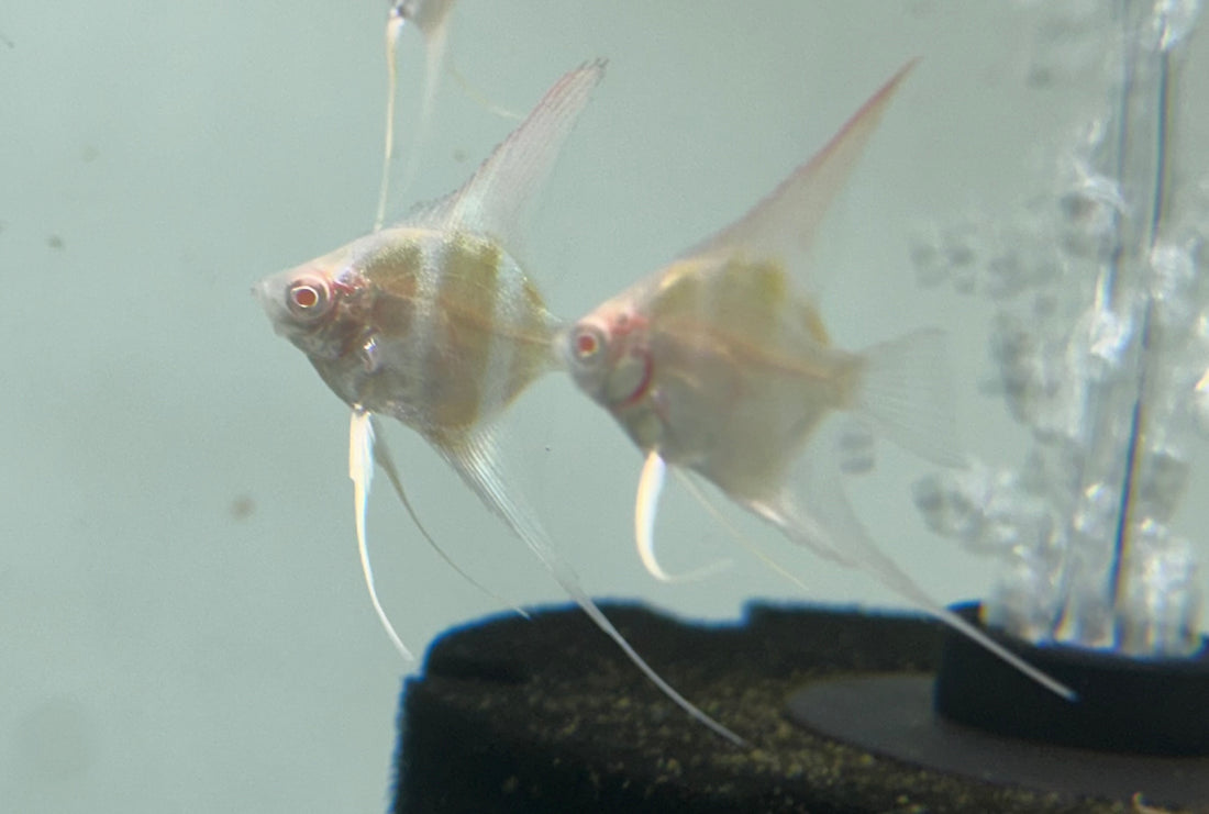 Albino Dantum Angelfish (1.25-1.5”)