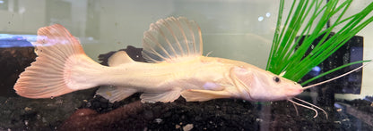 LARGE Phantom Redtail Catfish (10-11”)