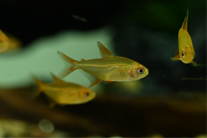 Tetra cereza roja Mzuel (1,25”)