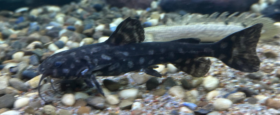 Wertheimeria maculata Catfish (5-5.5”)