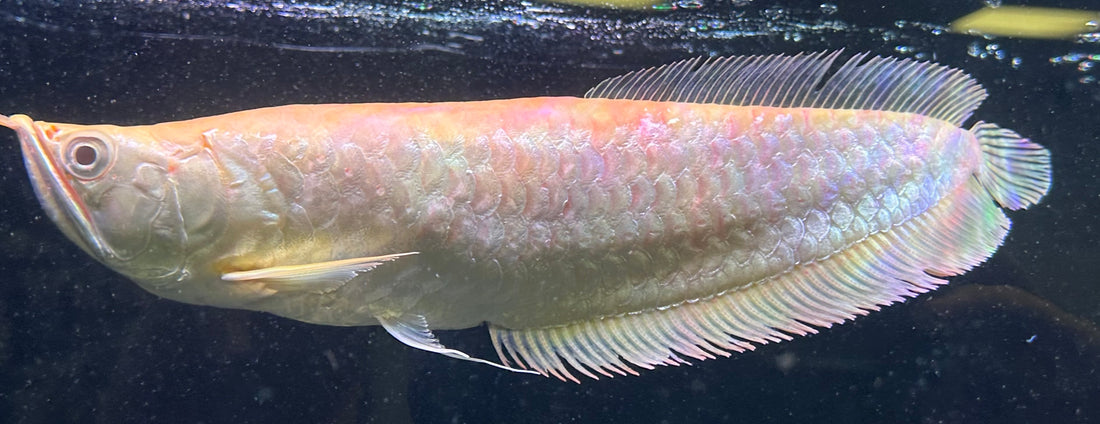 Shortbody Albino Silver Arowana (12-13”)