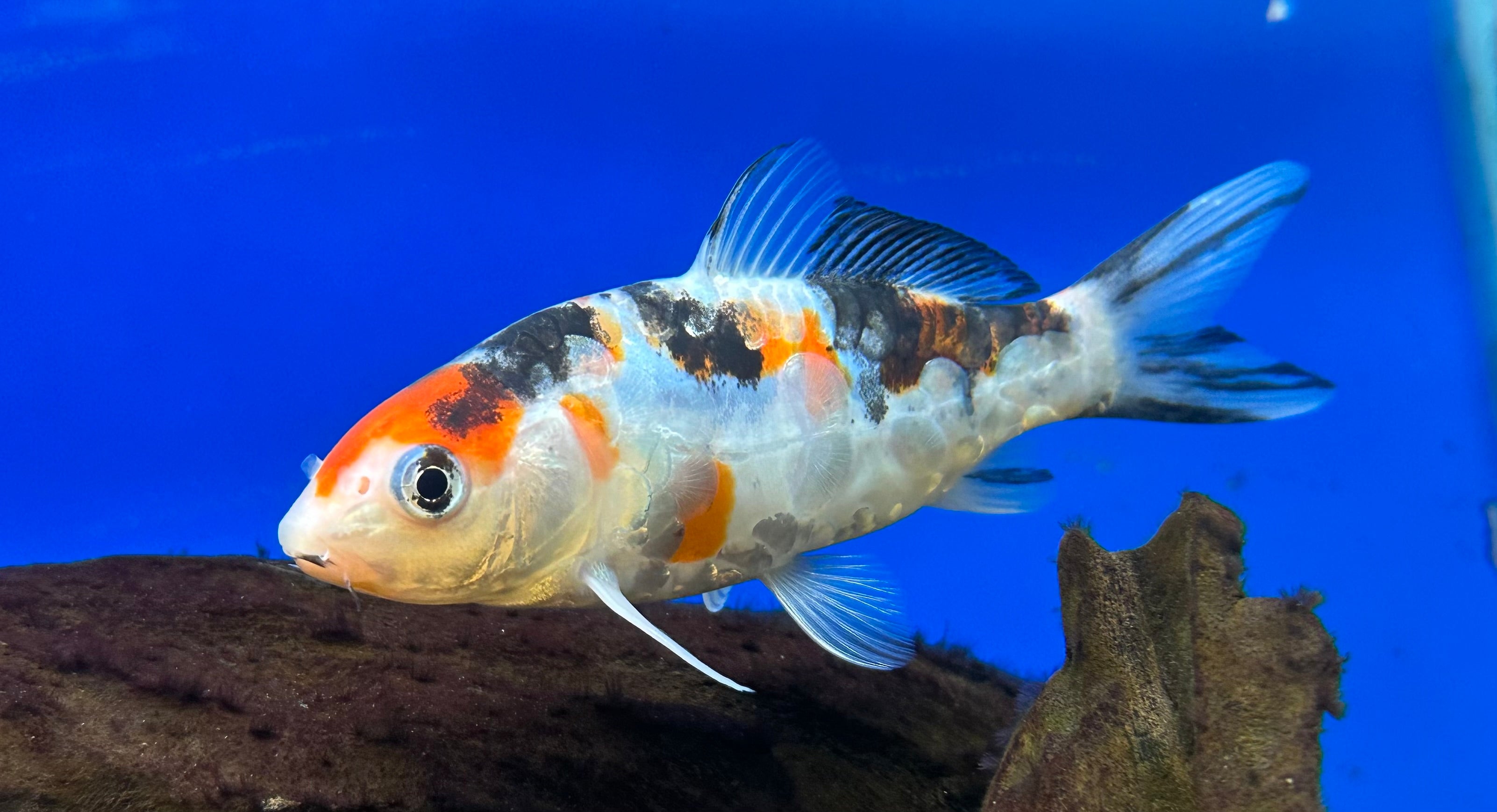 Assorted Koi (4-6”)