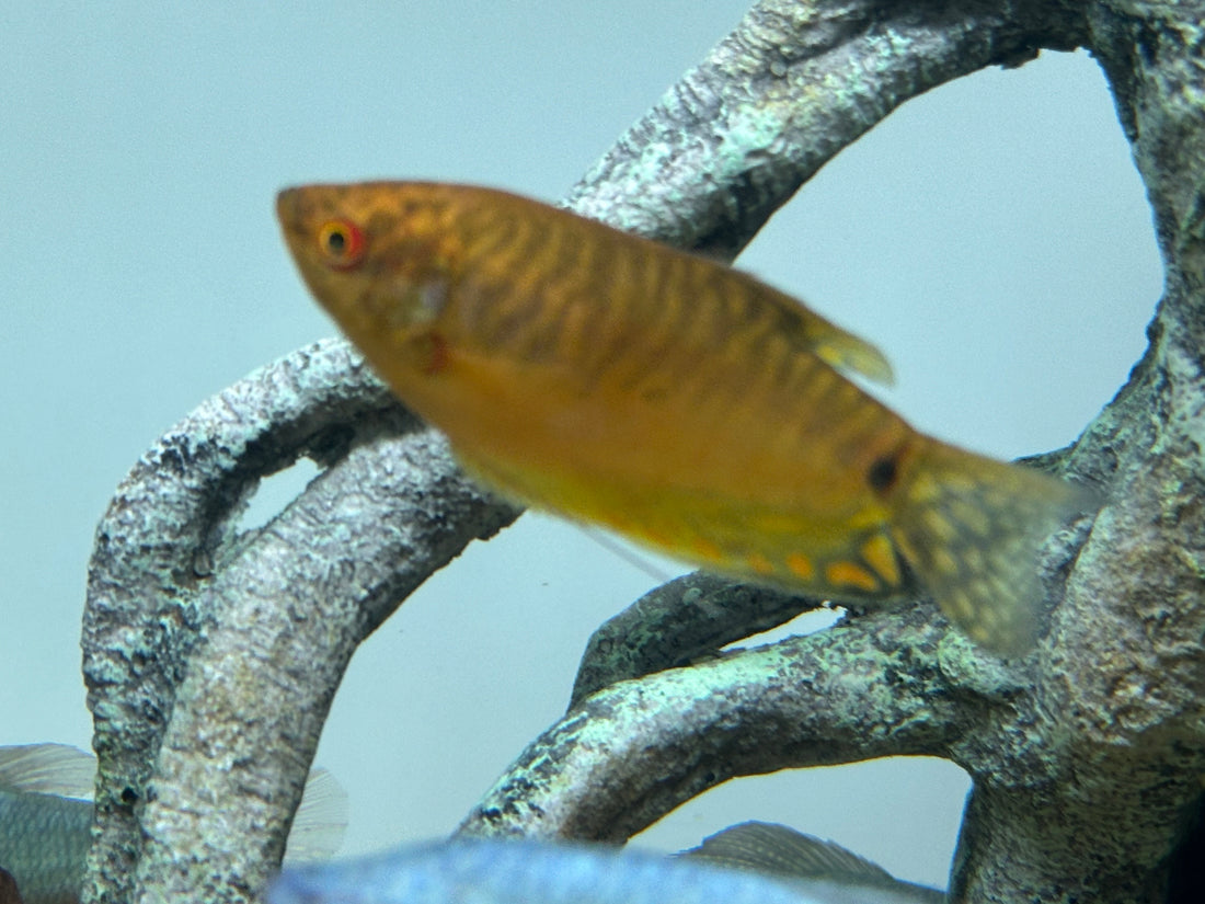 XL Assorted Gourami (3.5-4”)