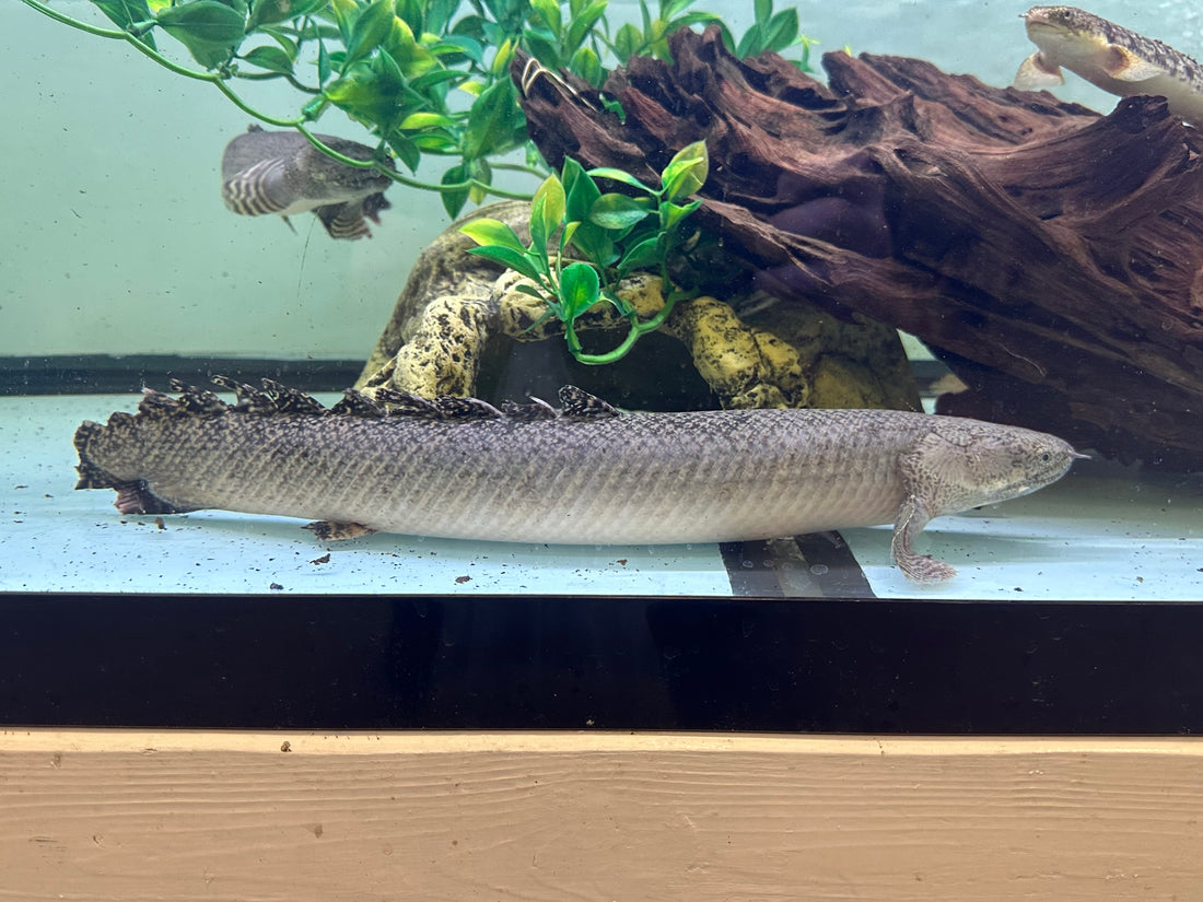 Jumbo Ornate Polypterus (18-20”+)