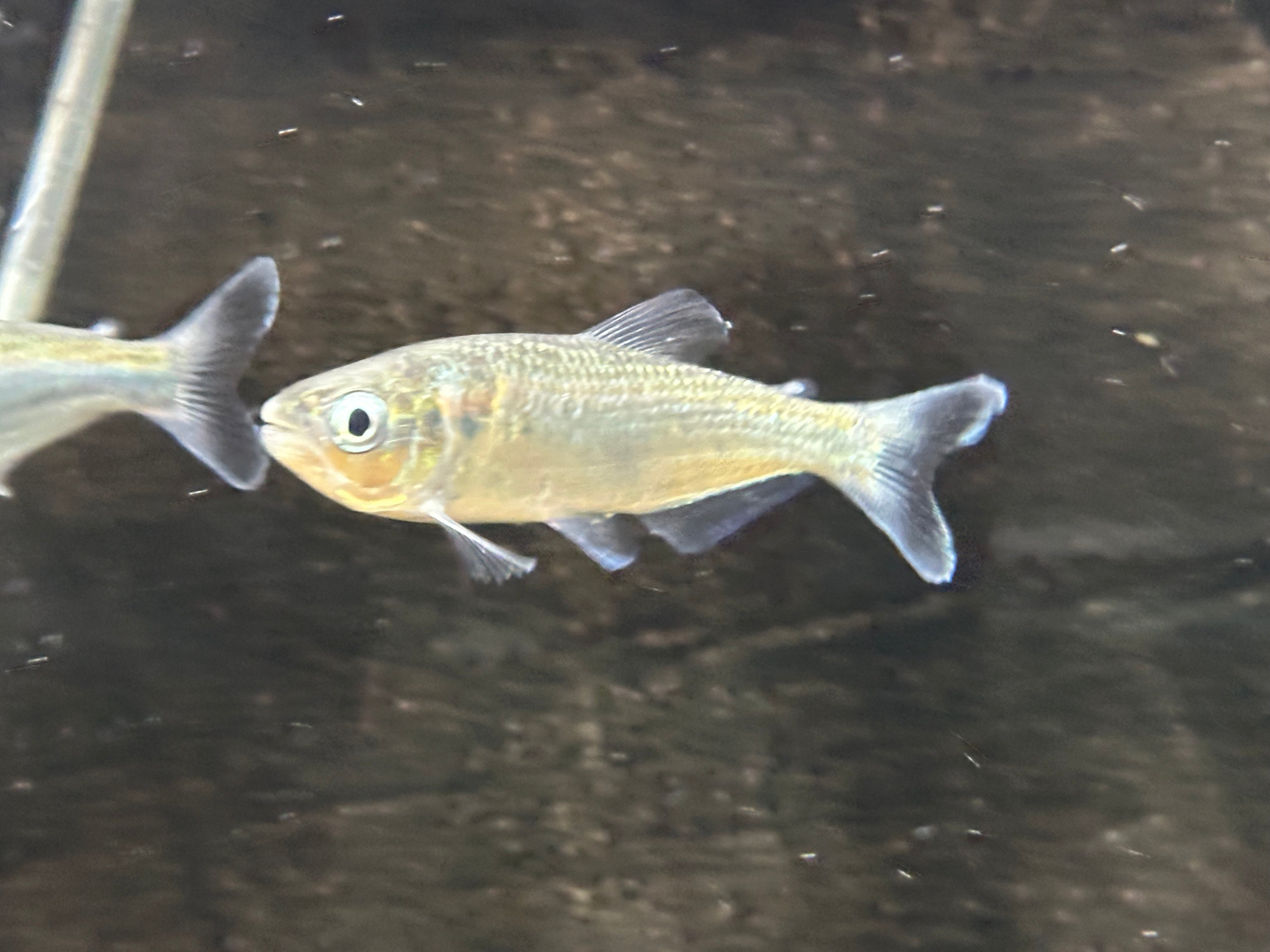 Brycon pesu (3-4”)