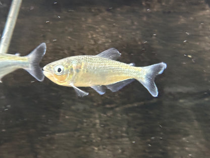 Brycon pesu (3-4”)