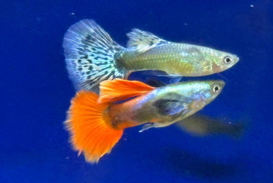 Dumbo Ear Red Sapphire Guppy Pair (1-1.25”)