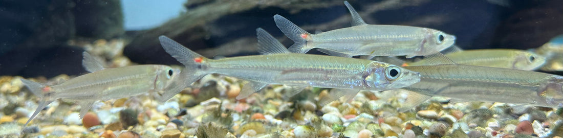 Yellow Tail Barracuda (3-3.5”)